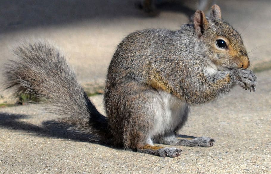 Squirrel, Animals, Nature, Cute, eating, furry, acorn, outdoor HD wallpaper