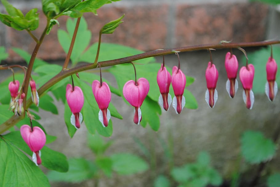 Bleeding Heart, Flower, Pink, Spring, dicentra, floral, bloom HD wallpaper
