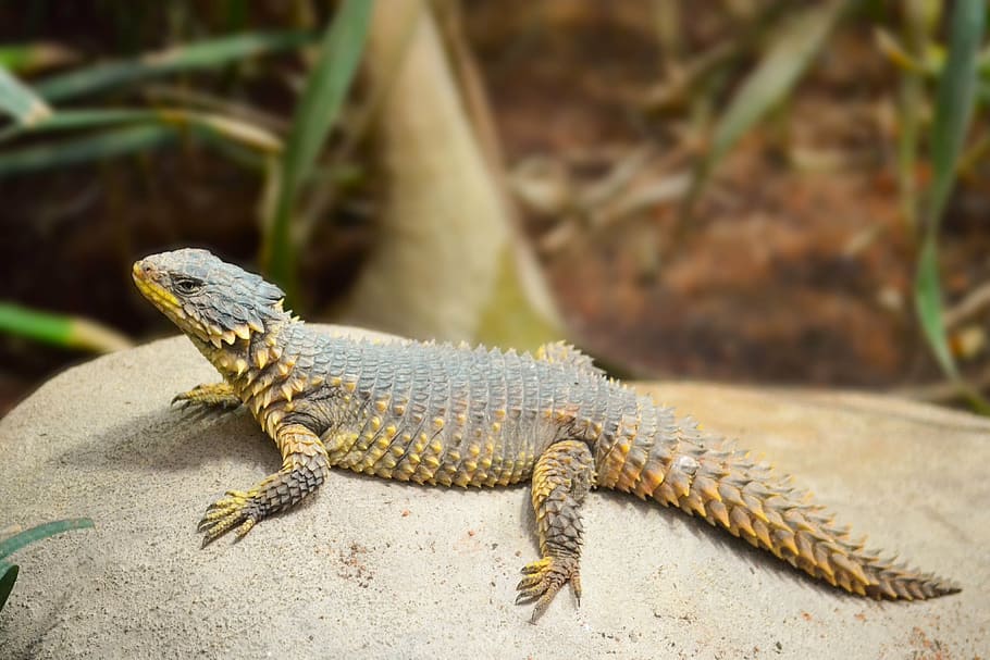 sungazer lizard, reptile, wild, africa, nature, reptilian, scale HD wallpaper