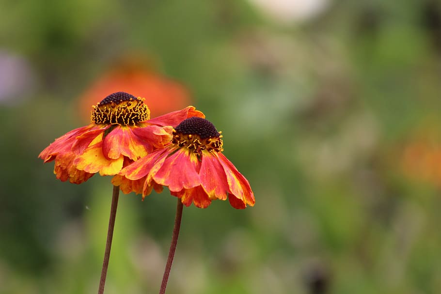 flower, bloom, garden, flowering plant, beauty in nature, fragility HD wallpaper