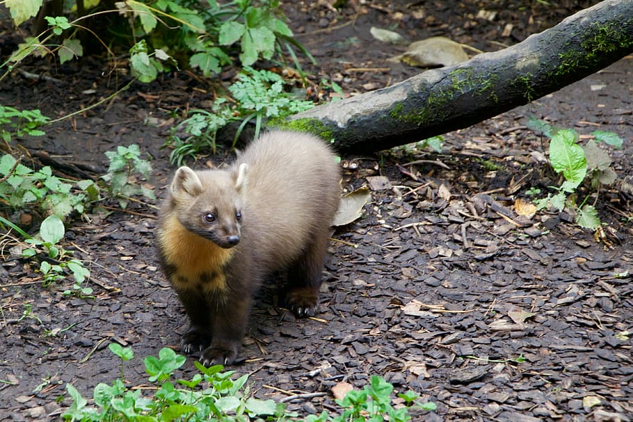 brown animal, nature, animals, pine marten, animal themes, one animal HD wallpaper