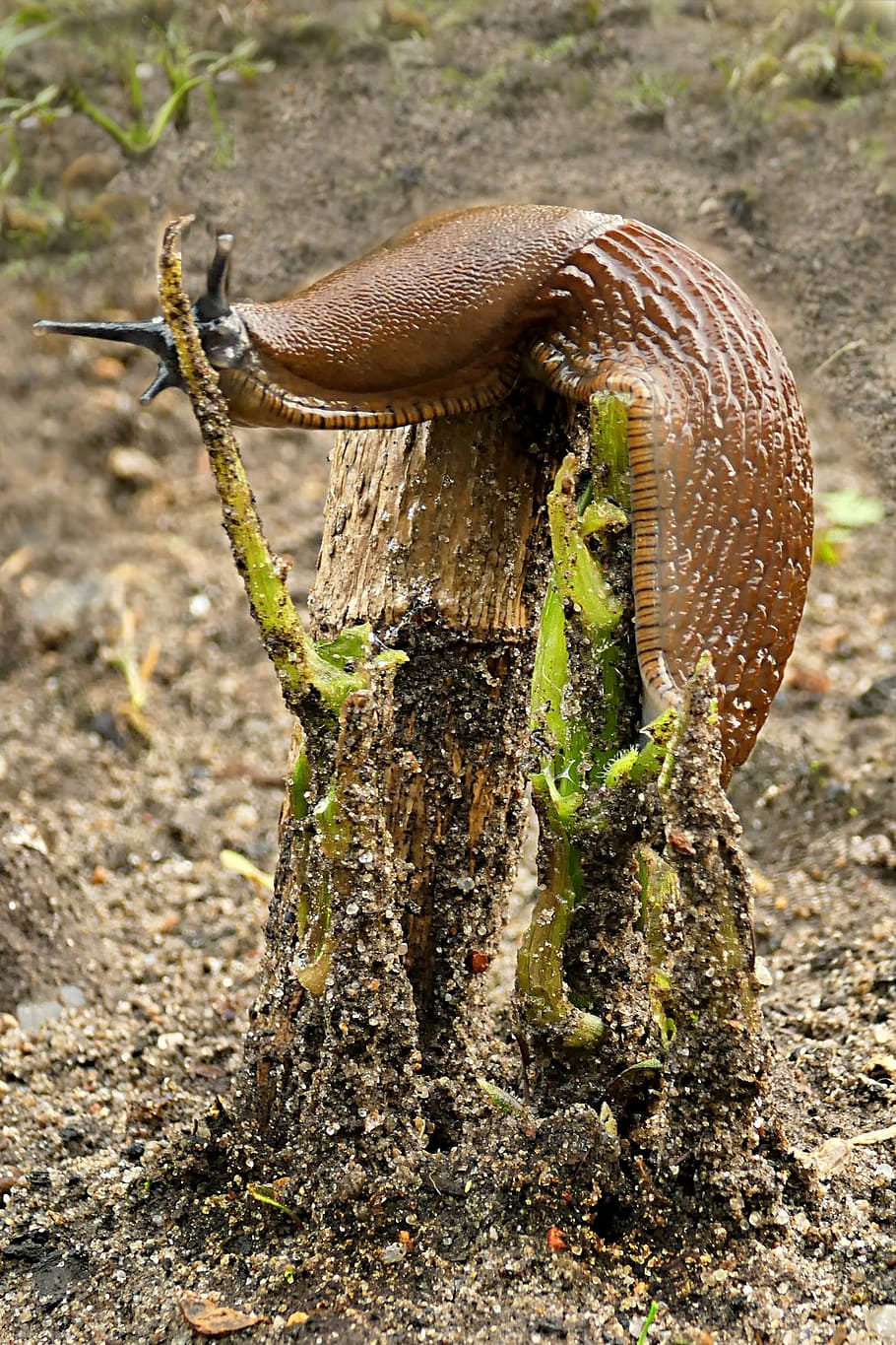 snail, slug, cochlear limax, animal, foraging, animal themes HD wallpaper