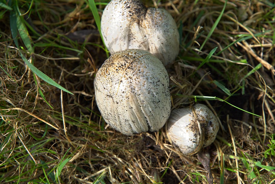 russula, mushrooms, coprinus, spring, meadow, close, plant HD wallpaper