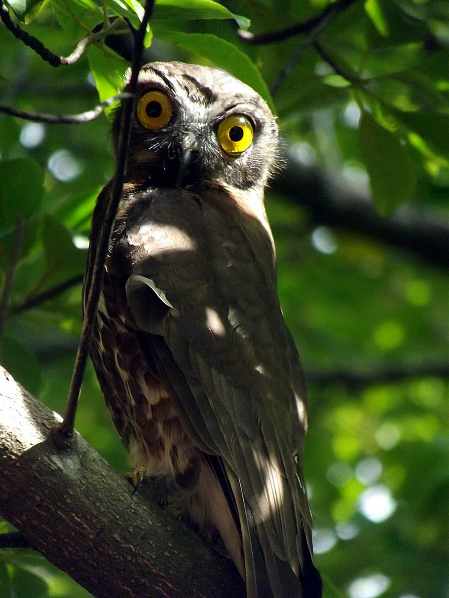 owl, tree, predator, eyes, wildlife, perched, raptor, nocturnal HD wallpaper