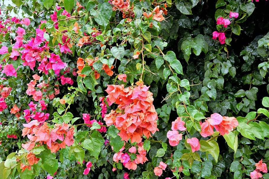 HD wallpaper: flowers, colorful, flowering vines, pretty, blooms ...