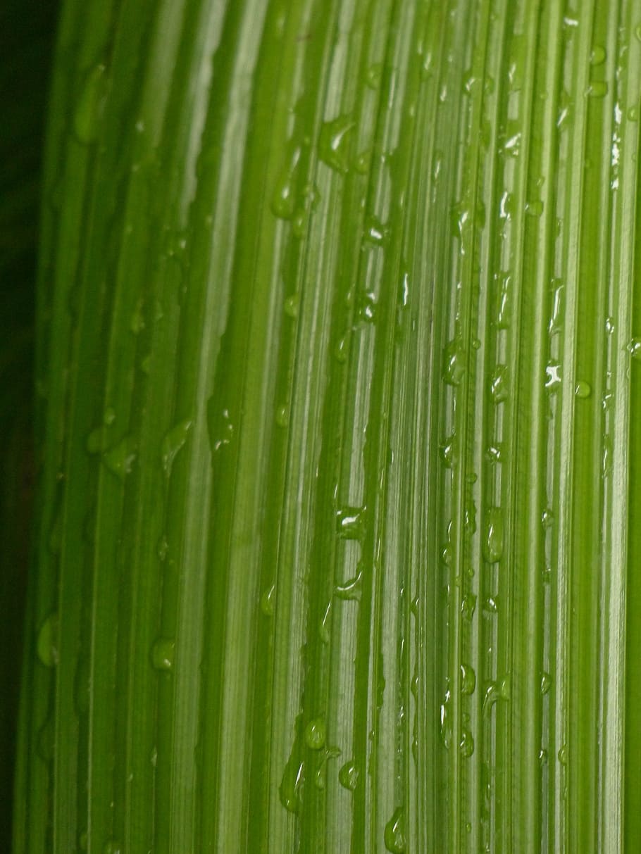 leaf, rip, ribbed, green, curculigo capitulata, palm grass HD wallpaper