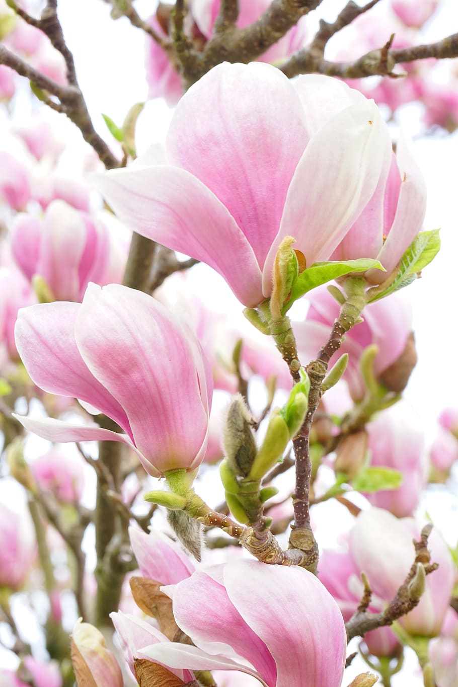 pink flowering plant, magnolia, magnolia blossom, flowers, white, HD wallpaper