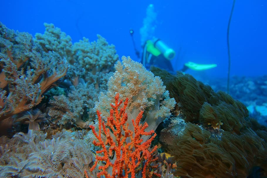 underwater, reefs, green island, taiwan, taitung, undersea, HD wallpaper