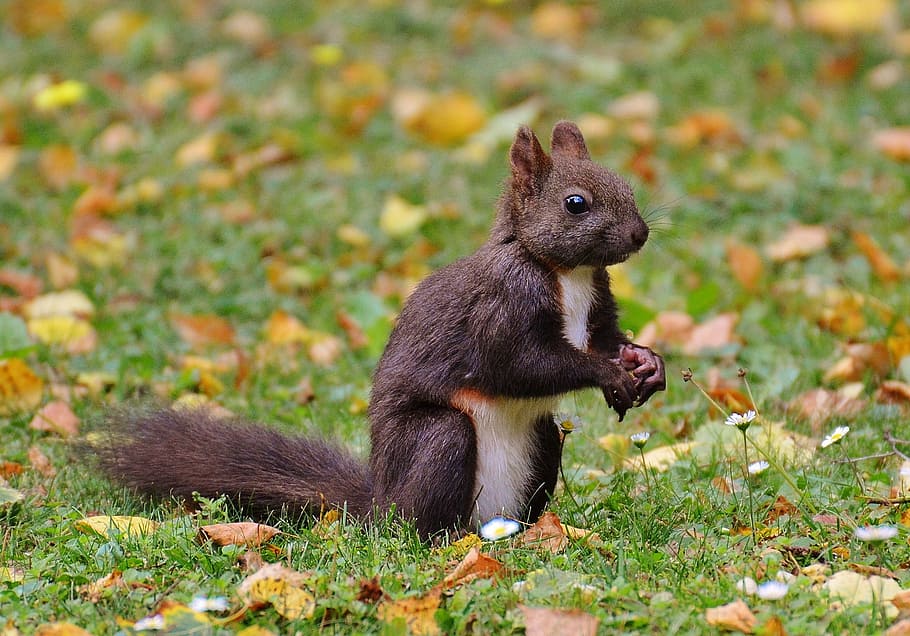 squirrel, nager, cute, nature, rodent, climb, garden, eat, brown HD wallpaper
