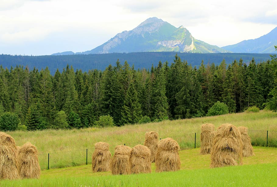 brown hays surrounded by green grass, tatry, landscape, panorama HD wallpaper