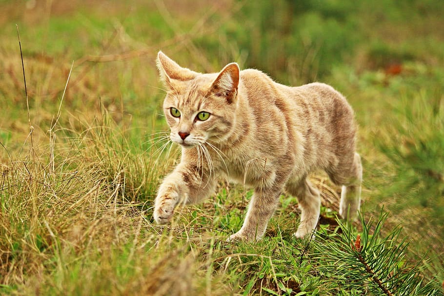 orange Tabby cat, kitten, tiger cat, grass, pet, mackerel, animal themes HD wallpaper