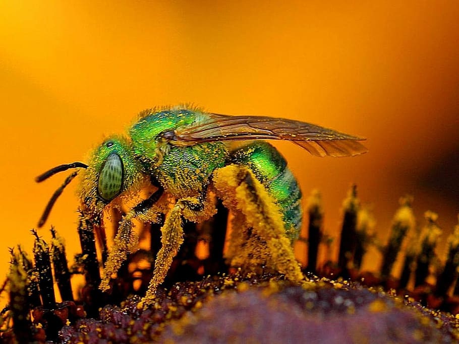 bee, close up, macro, pollen, insect, flower, pollination, animal HD wallpaper