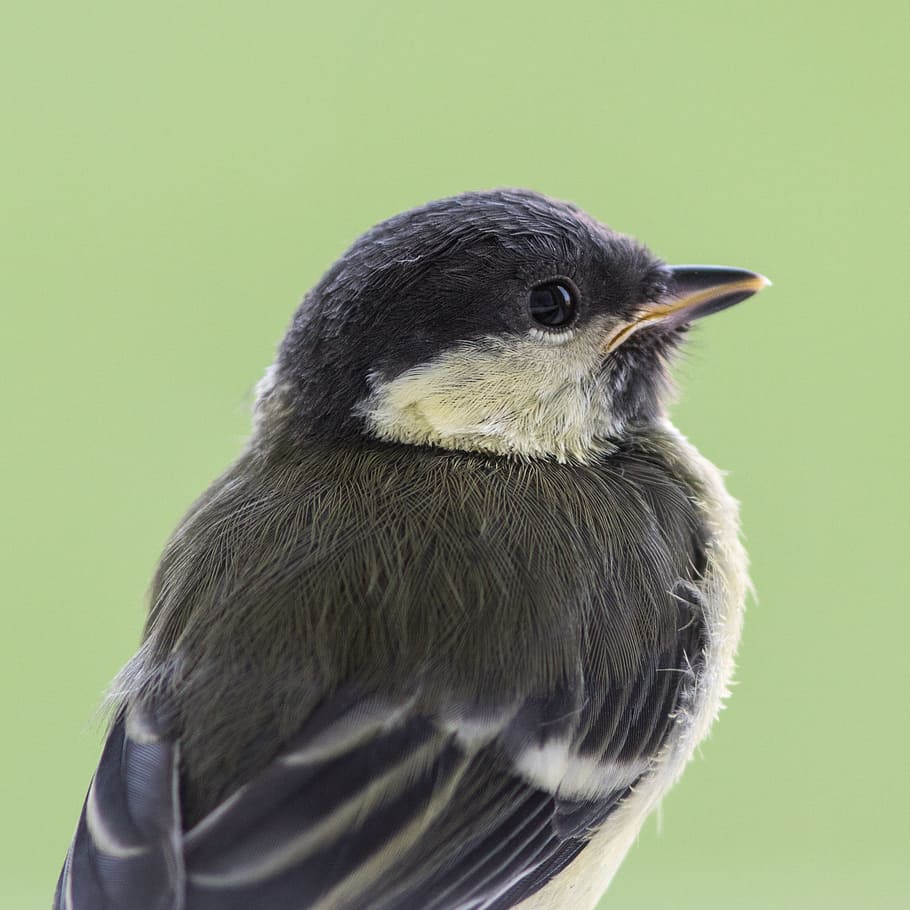 bird, tit, juvenile, animal, animal themes, one animal, vertebrate HD wallpaper