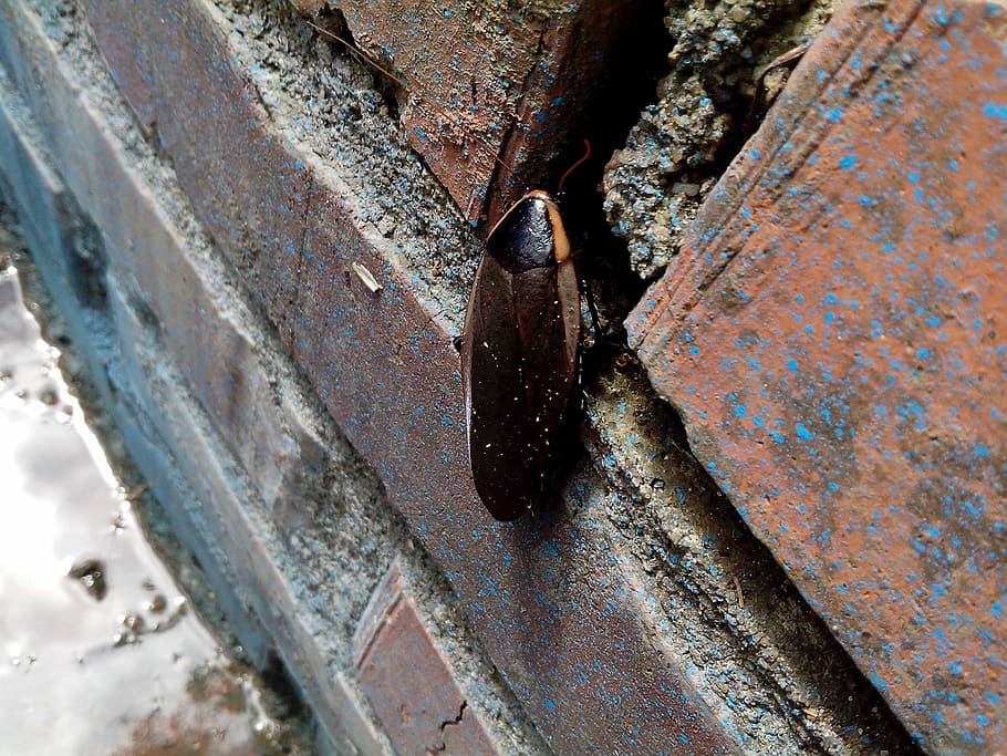 insect, brick, deterioration, rusty, metal, weathered, old HD wallpaper