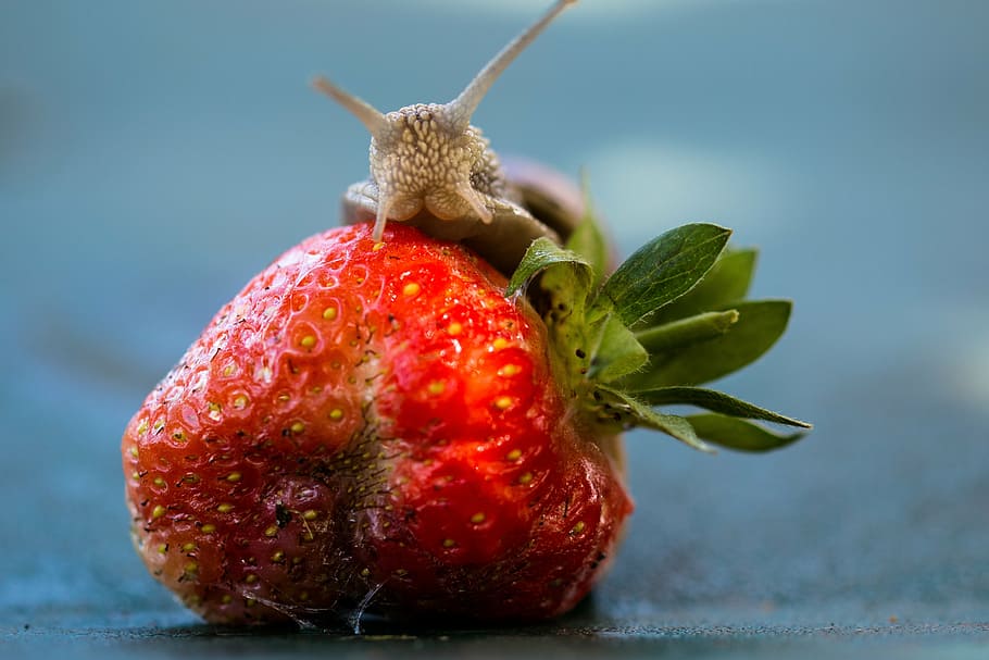 strawberry, snail, eat, shell, food, fruit, nature, crawl, mucus HD wallpaper