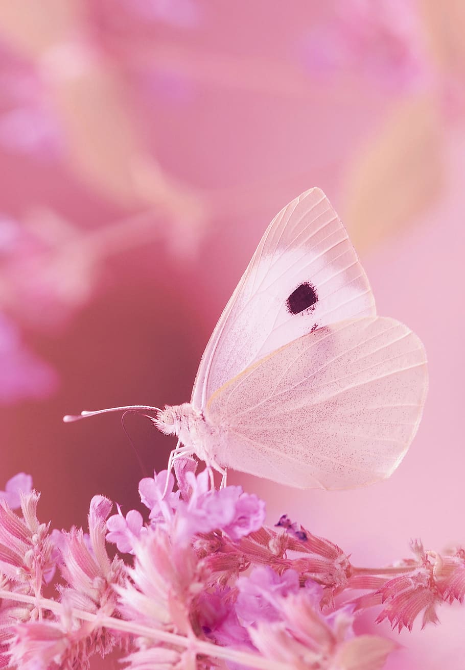 HD wallpaper: macro photography of white butterfly perched on ...