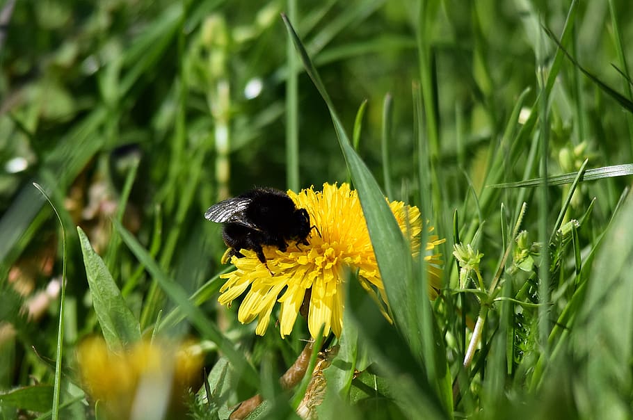 insect, bittern, grass, flower, nature, invertebrate, plant HD wallpaper