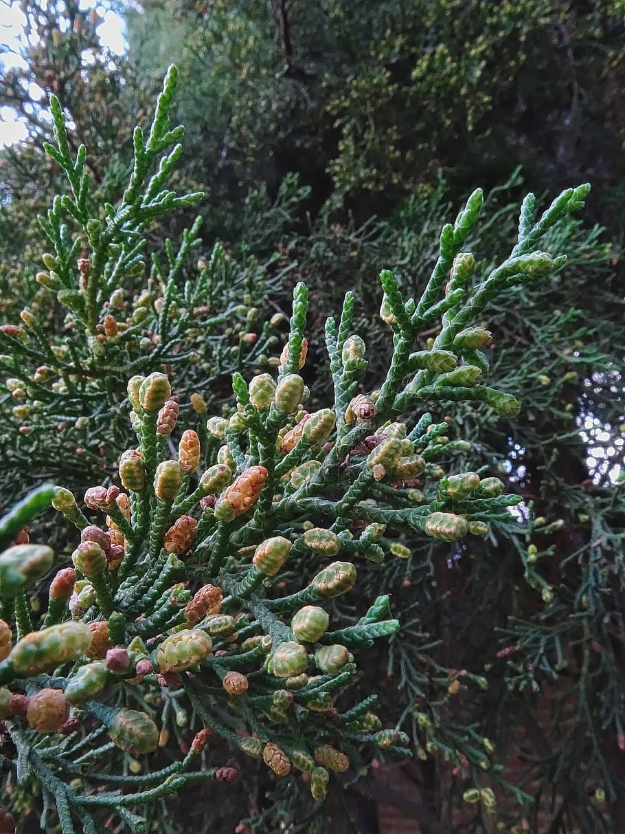cypress, tree, cupressaceae, branches, cupressus lusitanica