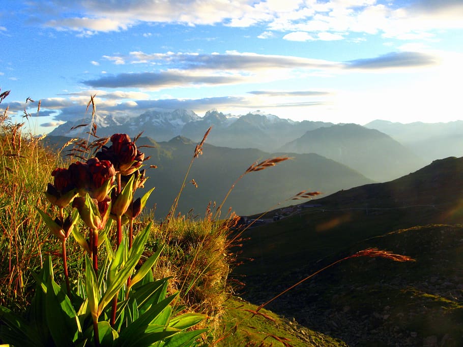 photography of mountain, alps, flower, ski, light, nature, landscape HD wallpaper