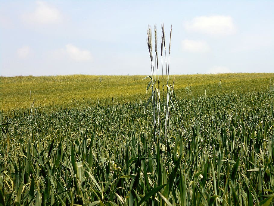 Field, Kłos, Difference, Isolation, loneliness, different HD wallpaper