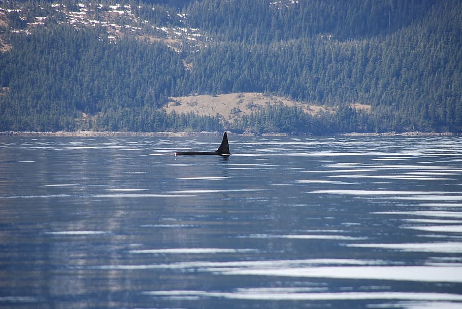 orca, alaska, whale, water, nautical vessel, nature, tree, day HD wallpaper