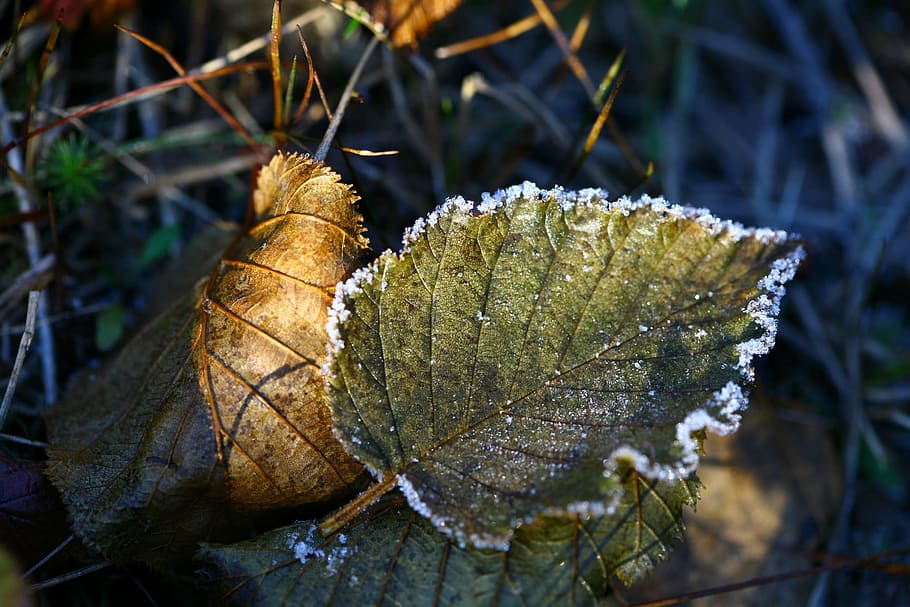 autumn, the first frost, leann, fallen foliage, ice, puddles, HD wallpaper