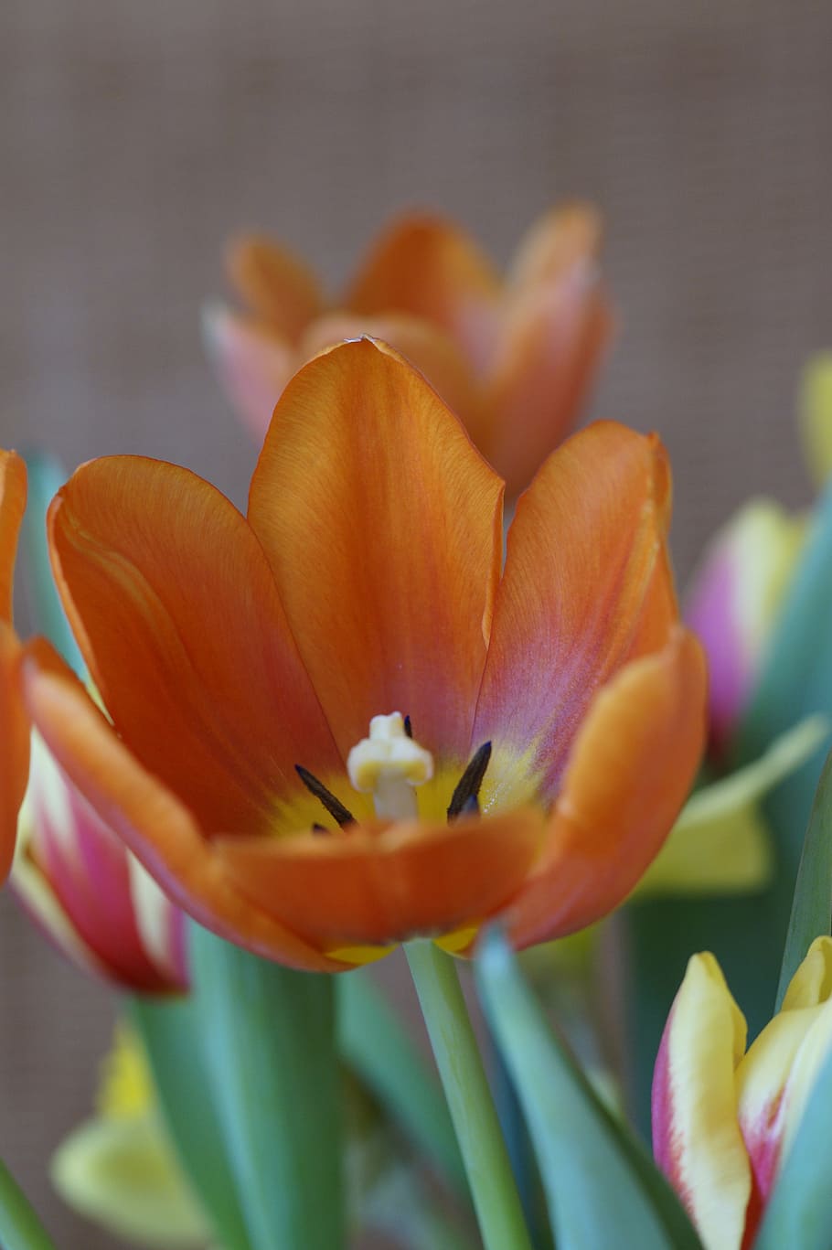 tulip, spring, spring bouquet, tulips, bloom, spring greetings HD wallpaper