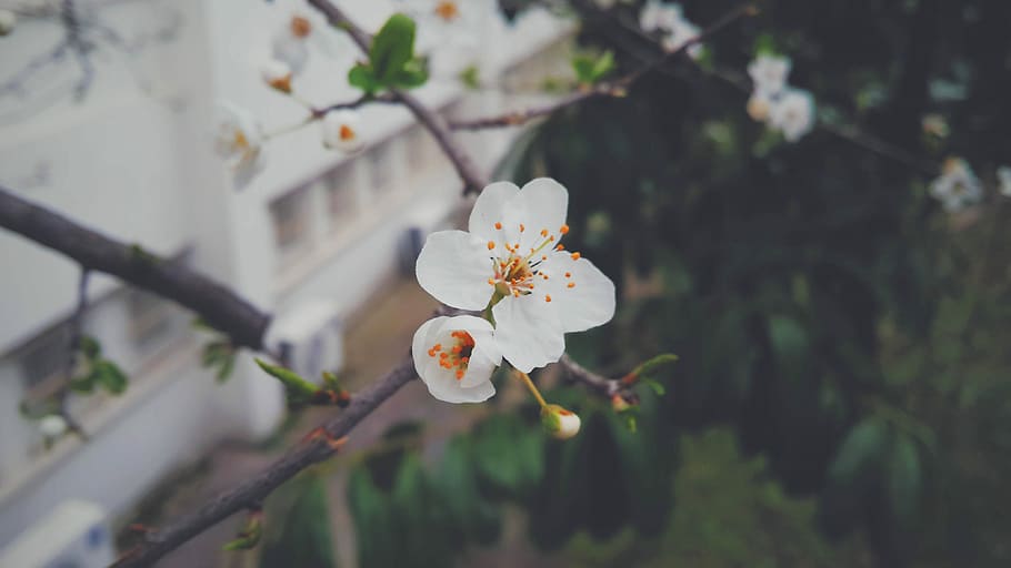 white petaled flower during daytime, shallow focus photography of white flower HD wallpaper