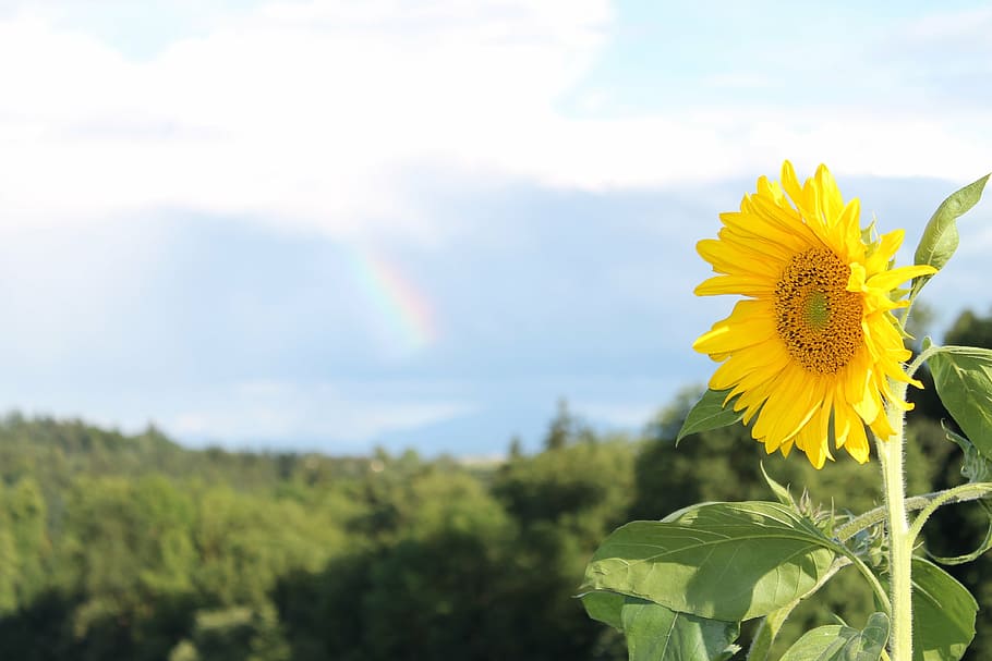 sun, flower, summer, blossom, bloom, summer flower, yellow HD wallpaper