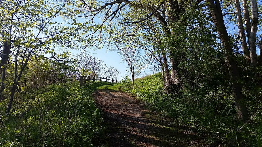 path, road, trees, spring, plant, growth, green color, footpath HD wallpaper