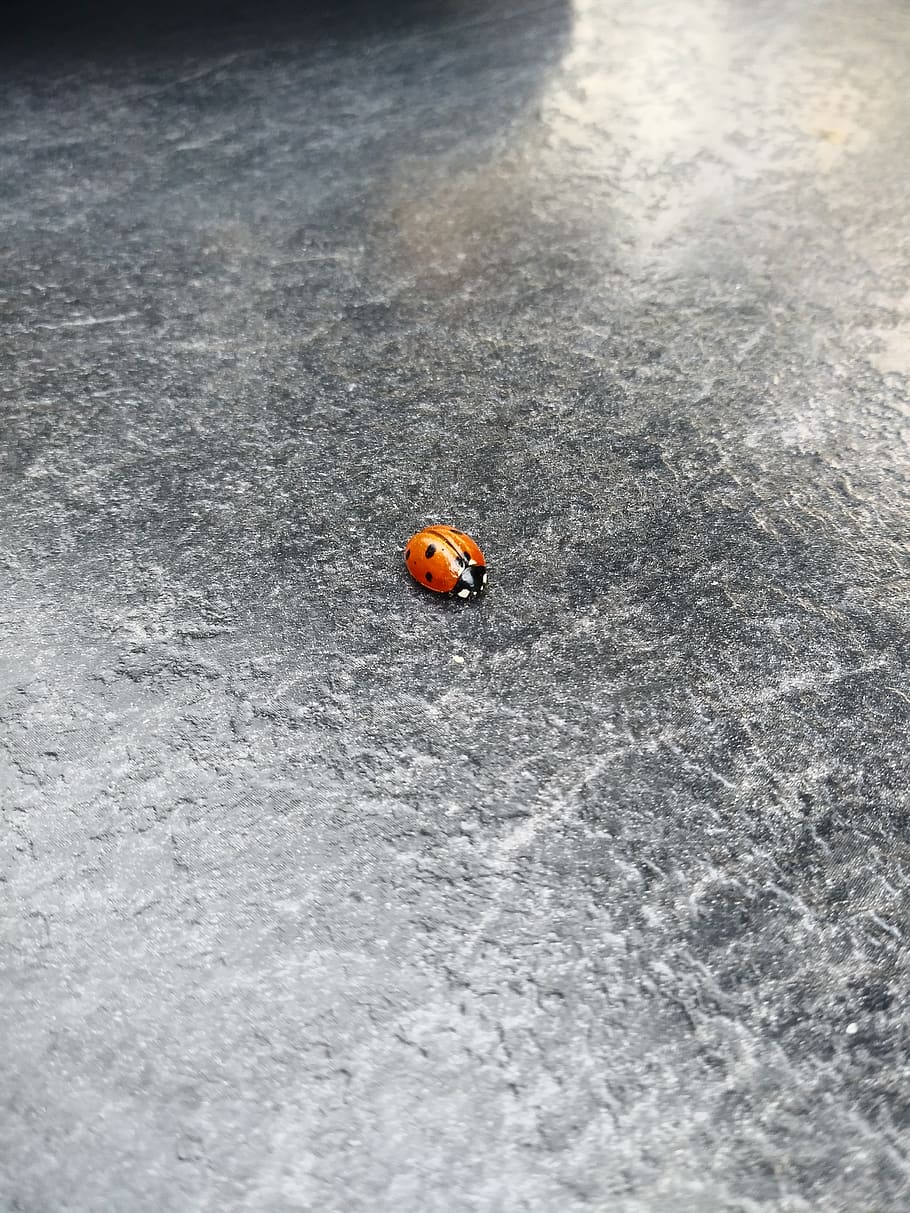 bug, ladybug, insect, red, black, nature, fauna, beetle, animal themes HD wallpaper