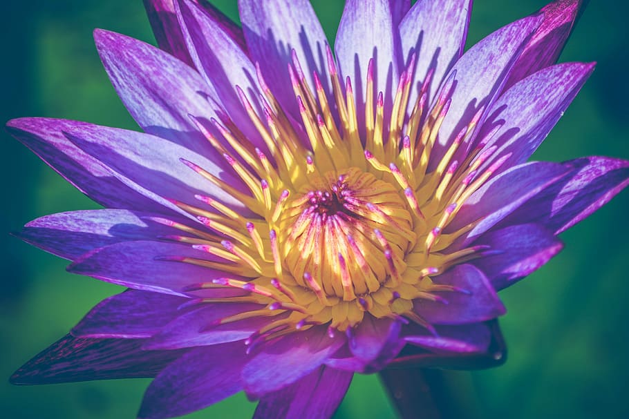 close up photography of purple and yellow petaled flower, river HD wallpaper