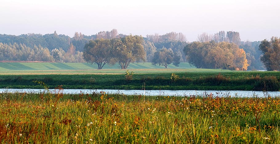 river, meadows, water, forest, grass, tree, the horizon, flat HD wallpaper
