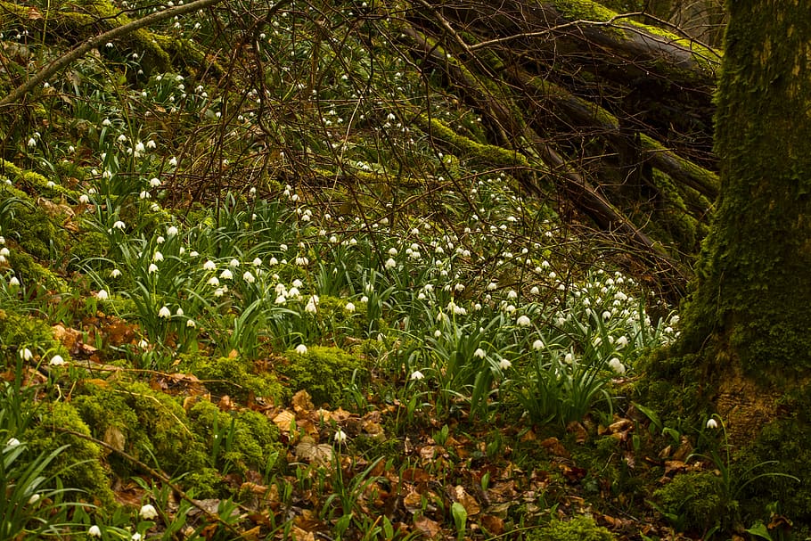 snowflake, snowdrop, spring flower, plant, tree, growth, green color HD wallpaper