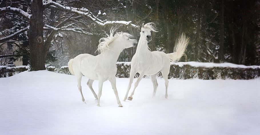 two white horse on snow surrounded by trees during daytime HD wallpaper