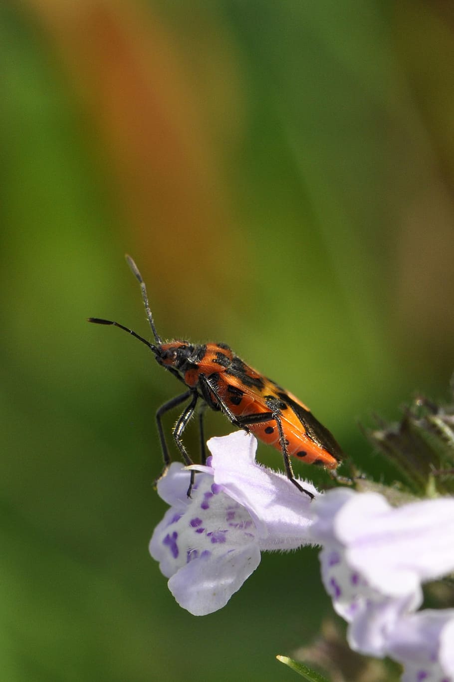 Beetle, Insect, Blossom, Bloom, red, green, flower, nature HD wallpaper