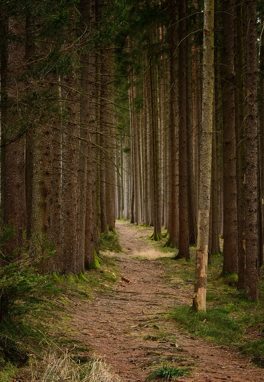 pathway between brown trunk trees, recovery, away, forest, nature HD wallpaper