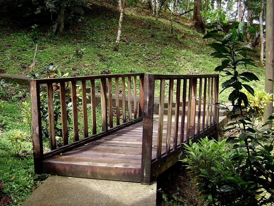 Bridge, Wood, Nature, footpath, tree, outdoors, no People, forest HD wallpaper