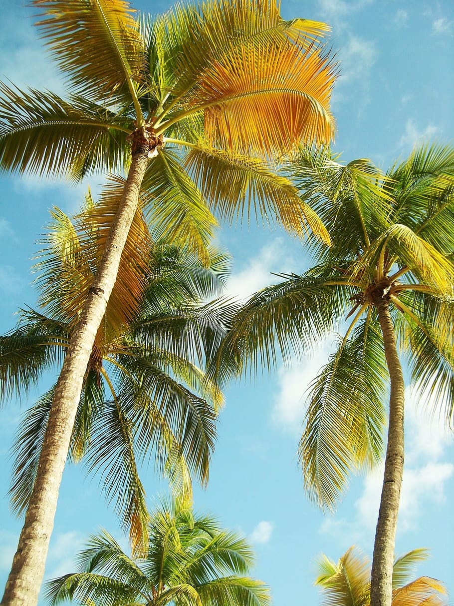 palm trees, guadeloupe, beach, blue sky, caribbean, coconut, HD wallpaper