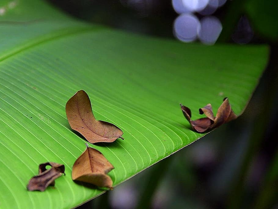 green, leaf, tree, banana, trees, plants, flora, plant part HD wallpaper