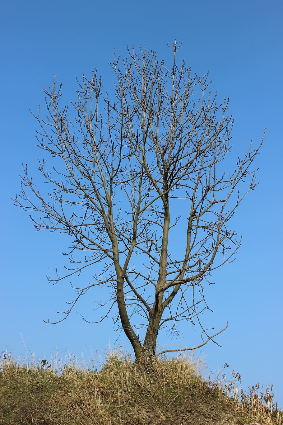 bare shaft, nature, winter, sky, plant, tree, clear sky, tranquility, HD wallpaper