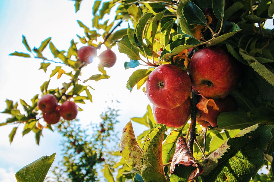 food, healthy, apple, fruits, apple tree, apples, branch, grow HD wallpaper