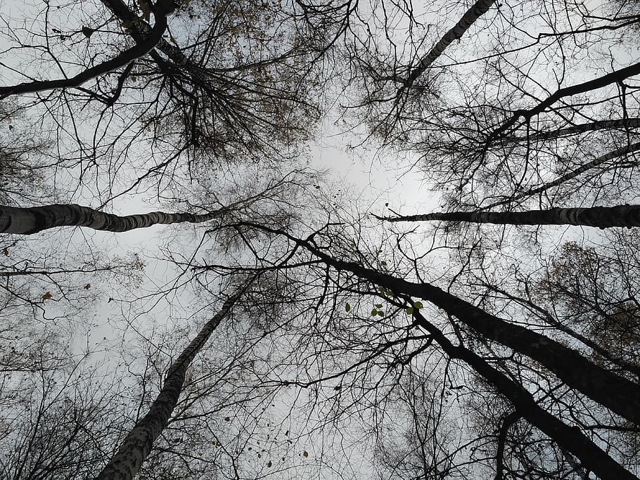 Trees, Forest, autumn, november, park, black, sorrow, sky, clouds HD wallpaper