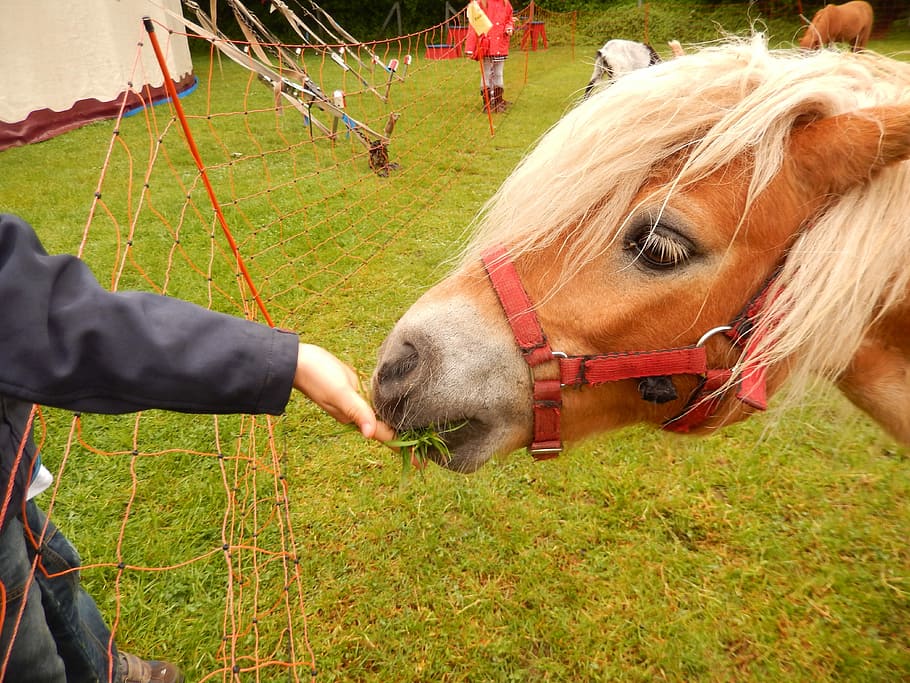 Horse, Feed, Grass, Coupling, Circus, meadow, pony, love for animals HD wallpaper