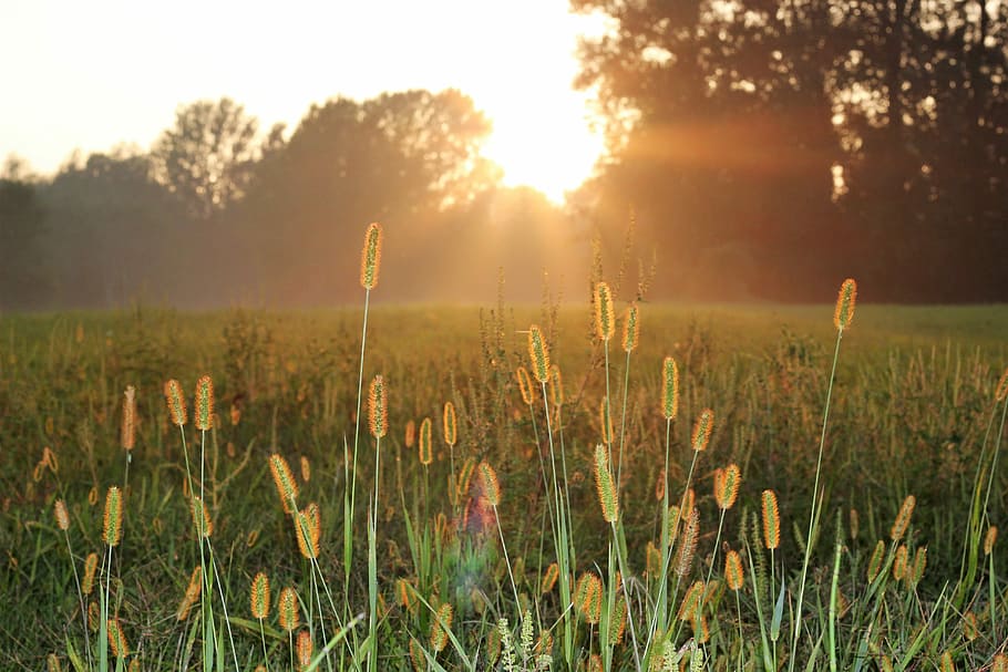 Sunset, Grass, Green, Green, Meadow, Light, nature, outdoors HD wallpaper