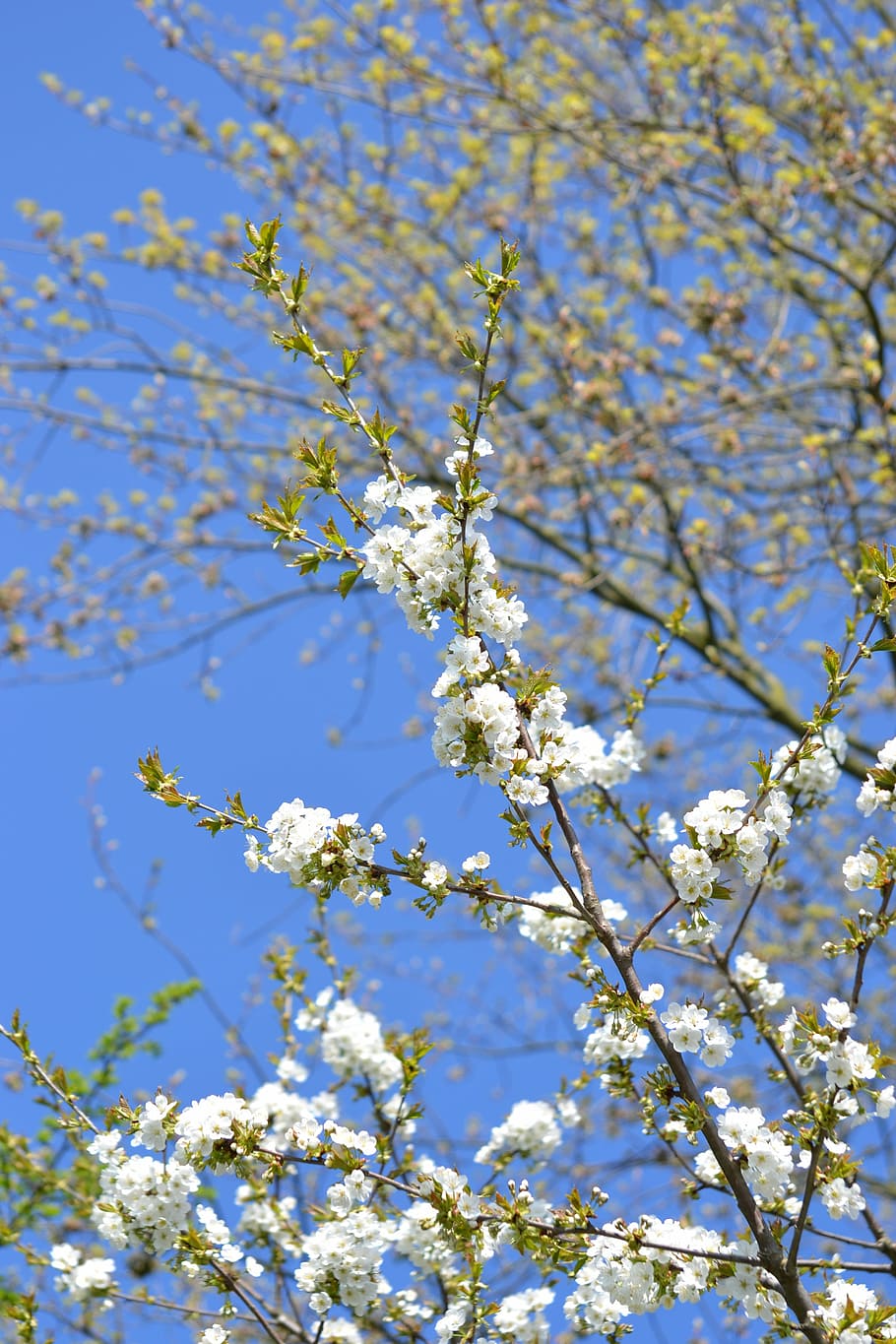 spring, bloom, flowers, tree, white, nature, plant, flowering plant HD wallpaper