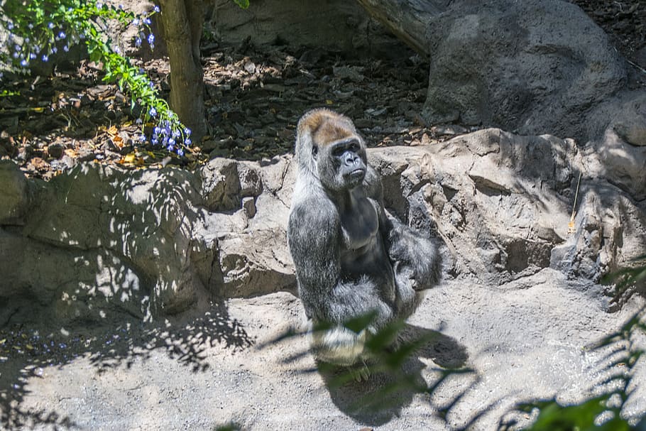 nature, animals, zoo, animal themes, primate, mammal, monkey HD wallpaper