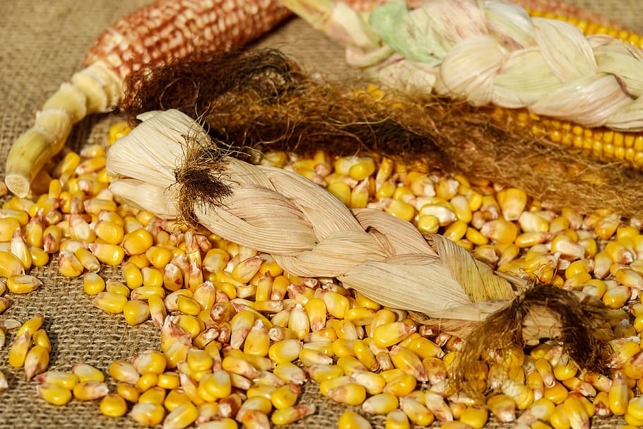 corn, yellow, corn leaves, woven, corn on the cob hair, brown HD wallpaper