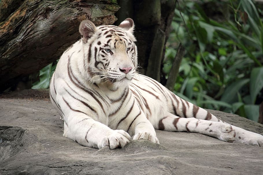 white tiger, animal, beast, predator, fauna, rare, carnivore, HD wallpaper