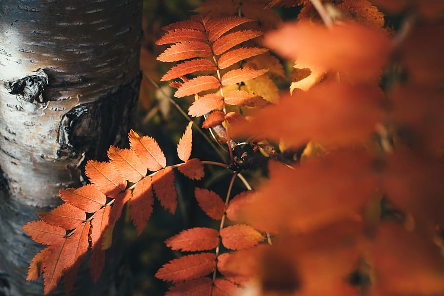 shallow focus photography of brown leaves, orange leaves, tree HD wallpaper